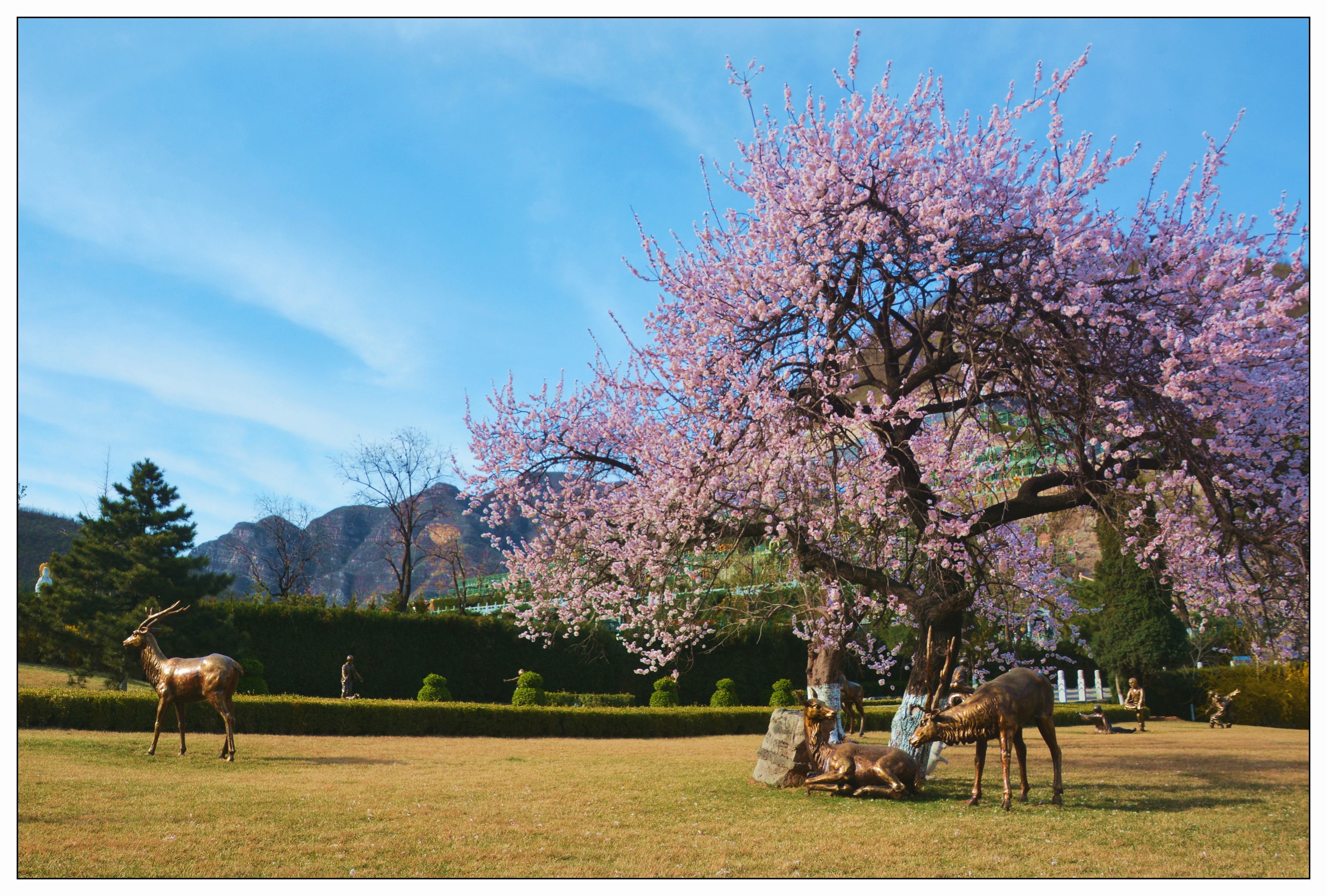 初春樱花.jpg